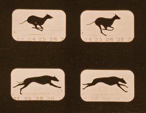 実行中のグレイハウンドの画像シーケンス、「Animal Locomotion」シリーズ、c.1881 作： Eadweard Muybridge